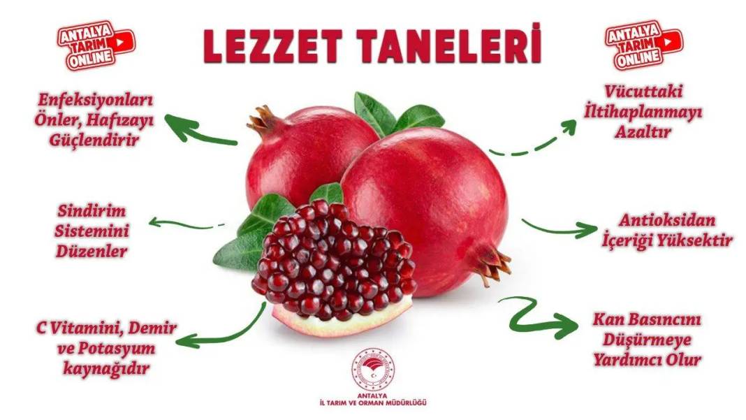 Narda Altı Kat Fayda 6